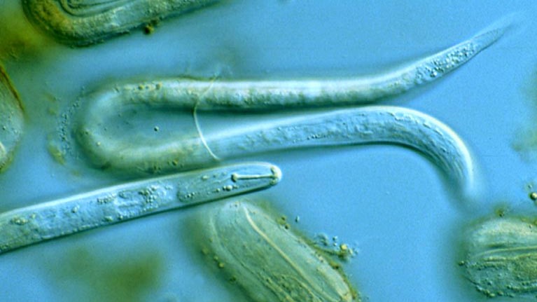 potato cyst nematode (Globodera rostochiensis), second stage juveniles and eggs