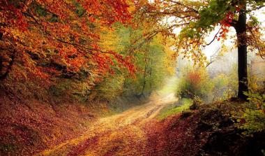 Road with Trees and autumn leaves
