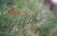 pine needle red band needle blight 