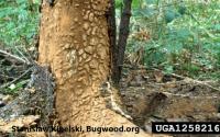 great spruce bark beetle damage