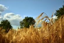 Barley Field by Peggychoucair (Pixabay)