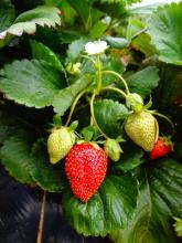 Strawberry plant (alyssapy from Pixabay)