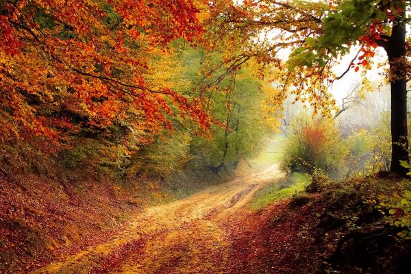 Road with forest in autumnal colours