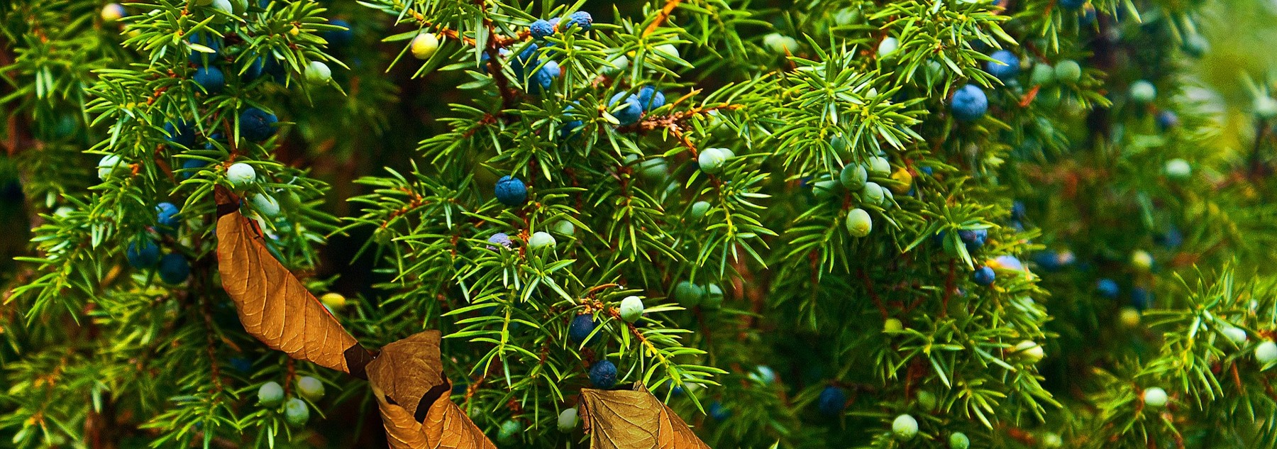 Juniper - Image by Bronisław Dróżka (Pixabay)