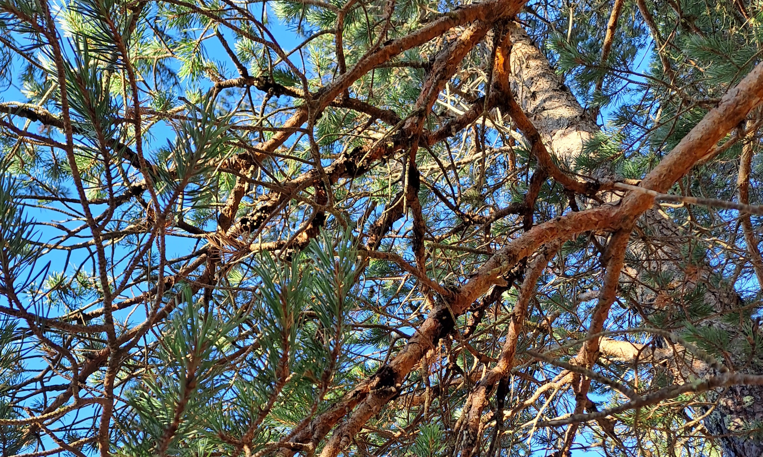 Curreya pithyophila on branches