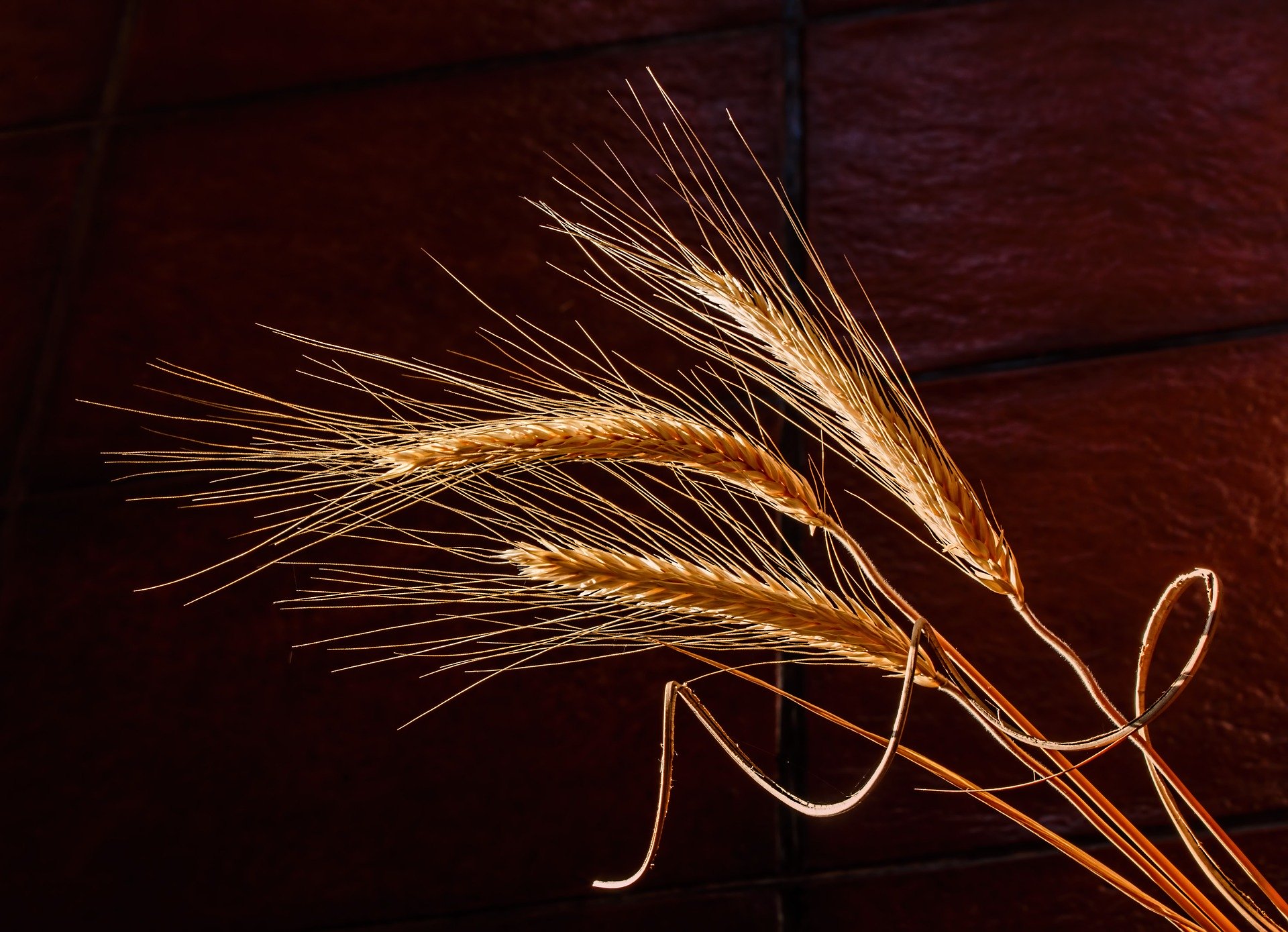 Barley - Image by Steve Buissinne (Pixabay)
