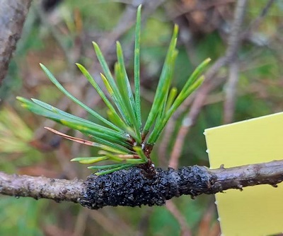 Curreya pithyophila on branches