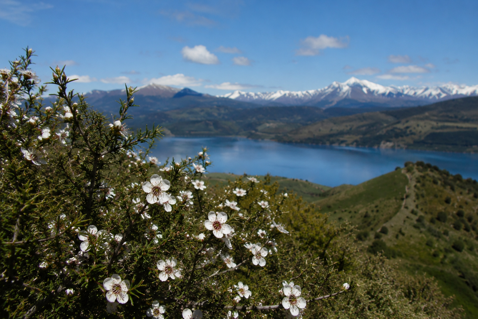 Manuka flowers