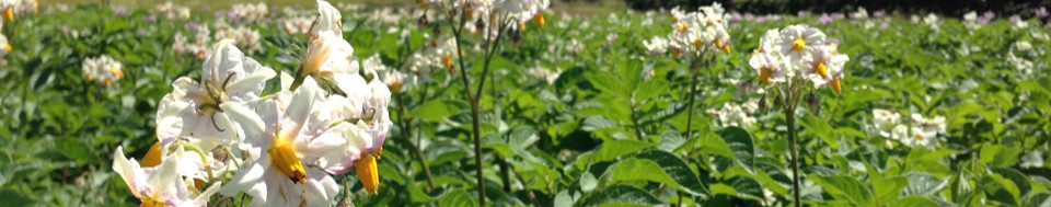 Potato flowers