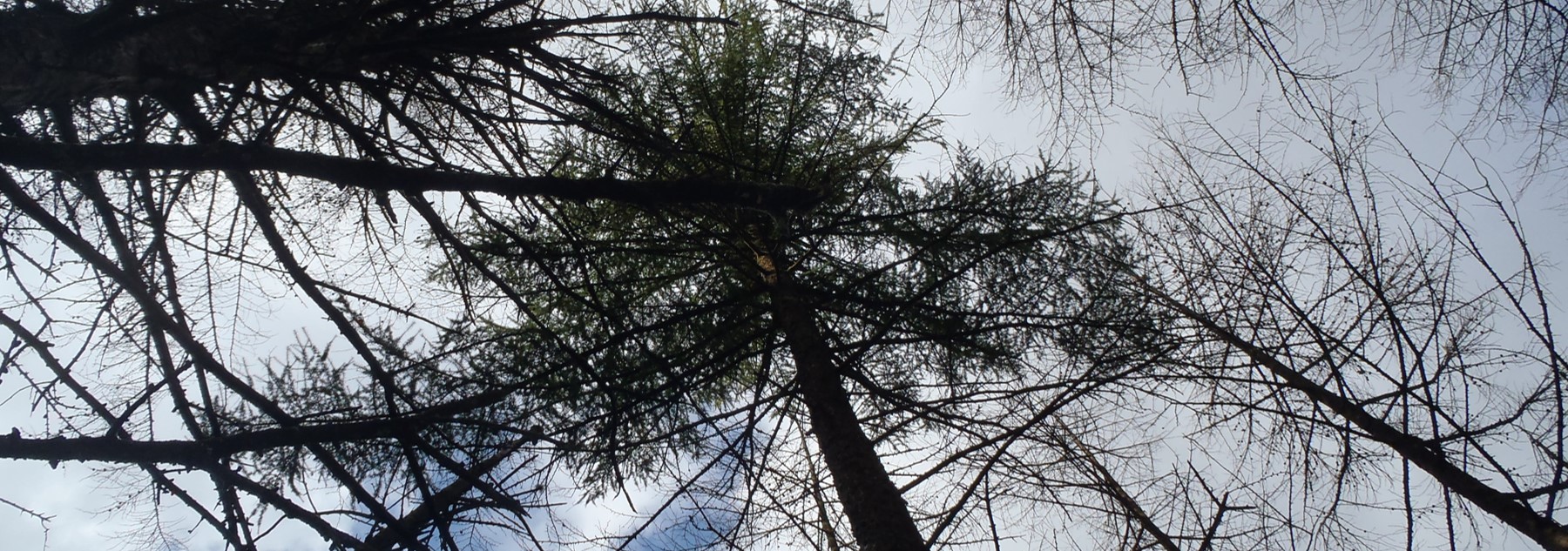 P.ramorum killing of larch at Loch Trool