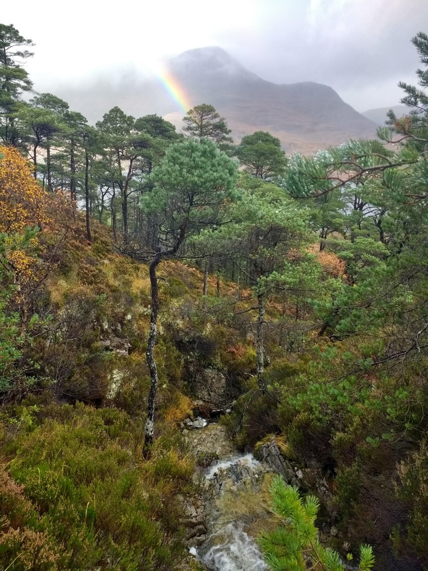 Scots Pine Beinn Eighe - Stephen Cavers