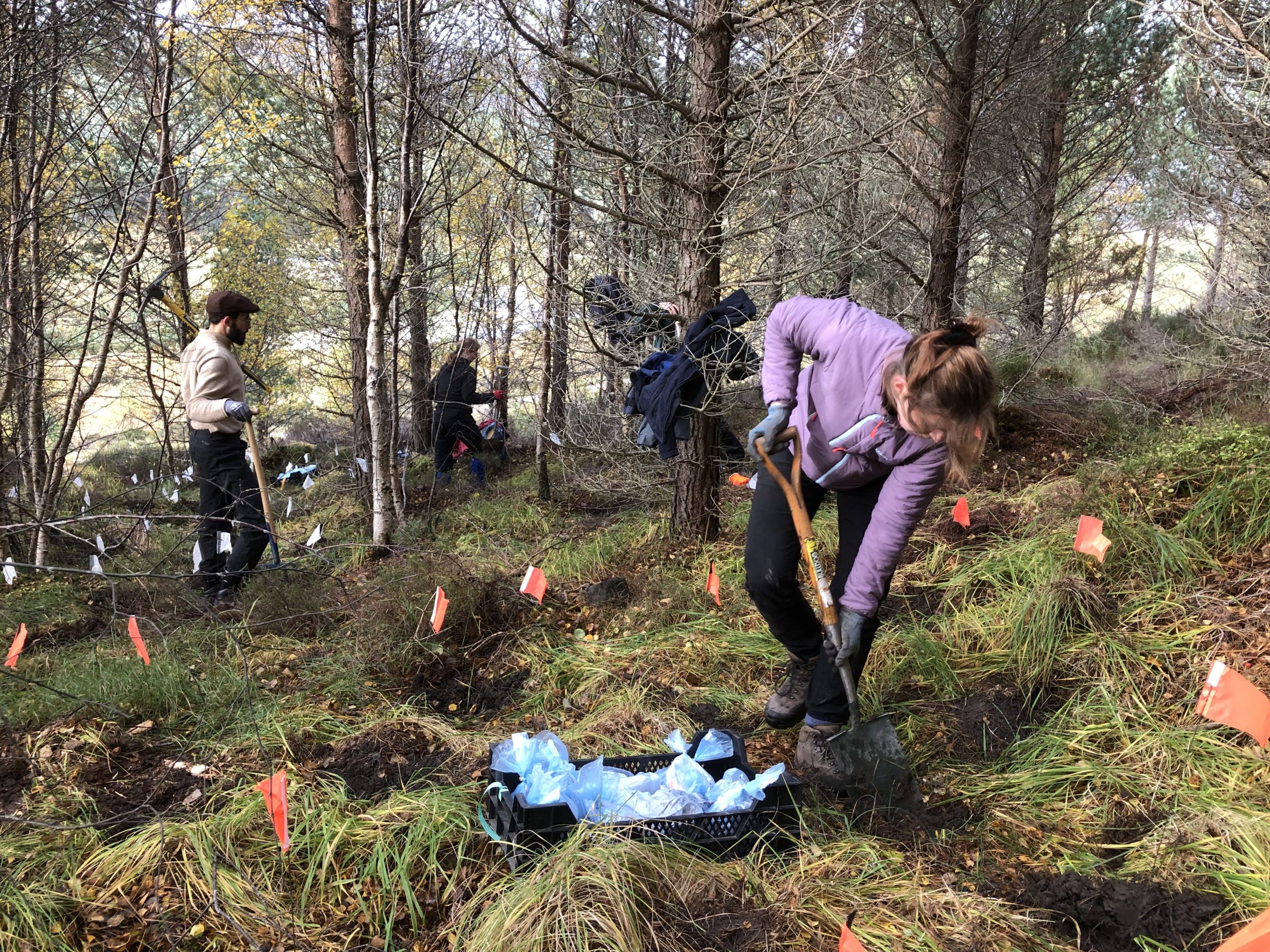 Translocating plants