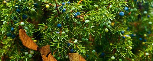 Juniper - Image by Bronisław Dróżka (Pixabay)