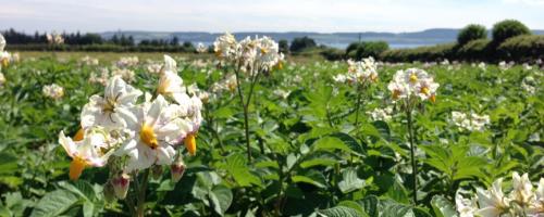 Potato Flower - Image by James Lynott