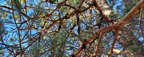 Curreya pithyophila on branches