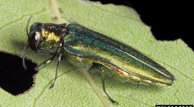 Image of Emerald Ash Borer