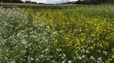 Image of field by Fay Young