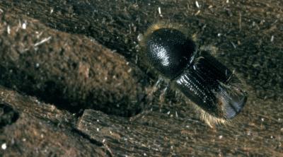 ips eight toothed bark beetle  
