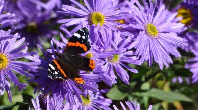 butterfly on flowers