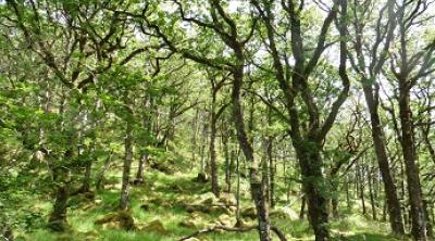 Oak woodland