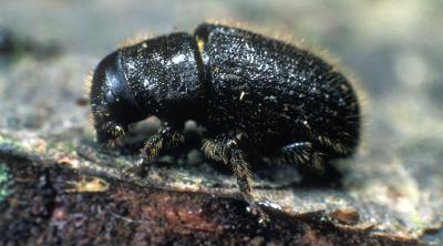 DENDROCTONUS MICANS. Fully mature adult beetle. © Crown Copyright. Forestry Commission