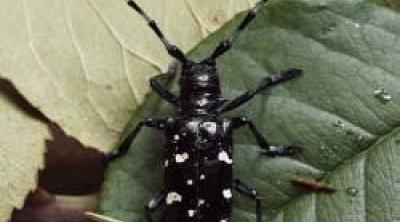 Asian Longhorn Beetle Credit Forest Research