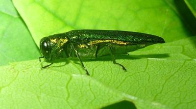 Emerald Ash Borer, Forest Research