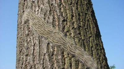 Oak processionary moth larvae on oak trunk