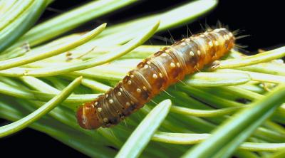 Budworm C. fumiferana Budworm C. fumiferana. Credits J. Dewey, USDA, Bugwood.org