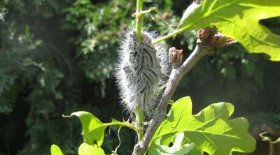 Oak Processionary Moth larvae on Oak - Image courtesy of Forest Research Oak Processionary Moth larvae on Oak - Image courtesy of Forest Research