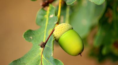 Acorn Pixabay