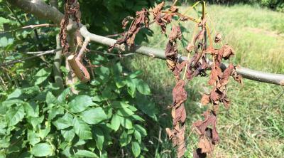 ash dieback