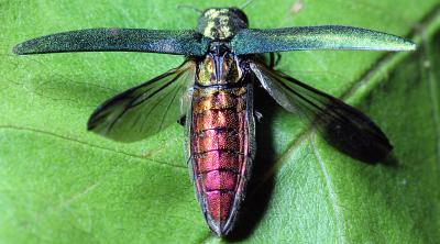 Emerald ash borer. Credit David Cappaert, Bugwood.org