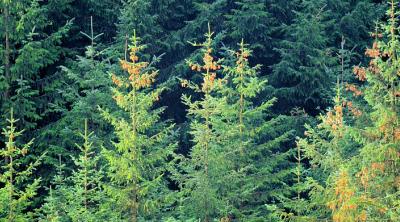 conifer plantation