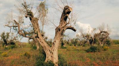 Xylella on olive trees EPPO