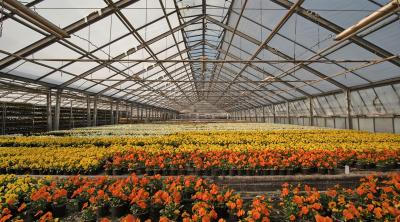 Glasshouse, nursery 