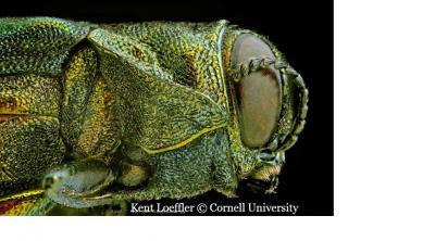 Emerald Ash Borer - Kent Loeffler © Cornell University