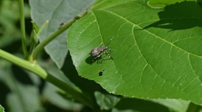 Brown Marmorated Stink Bug