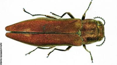 Agrilus mali - Credit Dr Wang Zhi-Yong (EPPO Photos)