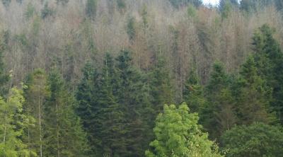 P. ramorum damage to larch, black loch