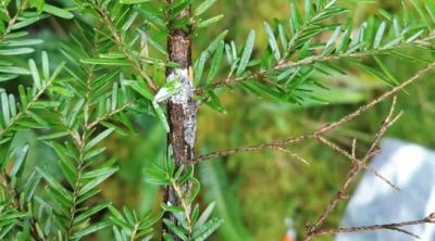 Phytophthora pluvialis found in Scotland