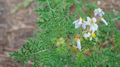 Sticky nightshade, Solanum sisymbriifolium