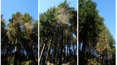 P. pluvialis dieback and bare lower branches on trees in a mature western hemlock stand from the P. pluvialis symptom guide