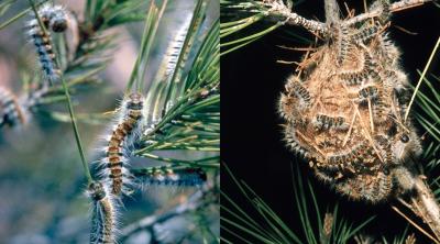 Pine Processionary Moth caterpillars (left) and nest (right)
