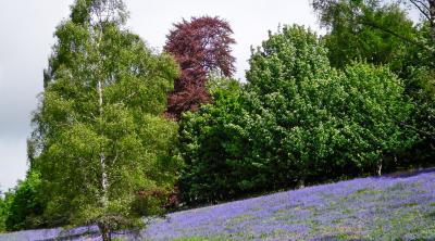 Lavender field, Dunkeld, Scotland - Image by Curtis Partridge from Pixabay