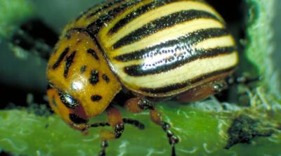 Colorado beetle - image credit C. Trouvé, Service de la Protection des Végétaux, Bugwood.org