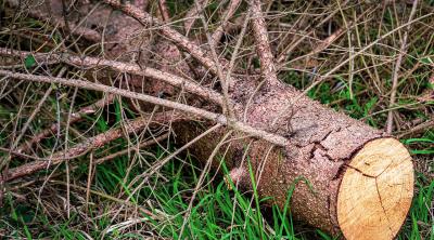 Spruce bark beetle damage