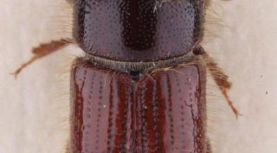 Spruce bark beetle