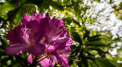 Improved preparedness for Phytophthora prevention in Scotland