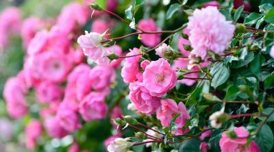 Roses